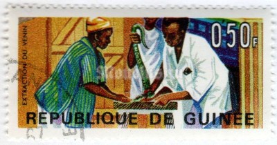 марка Гвинея 0,50 франка "Extraction of Snake Venom*" 1967 год Гашение
