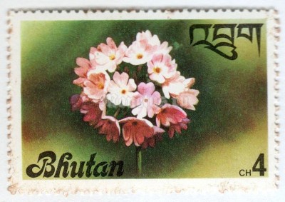 марка Бутан 4 чертум "Drumstick Primrose (Primula denticulata)" 1976 год