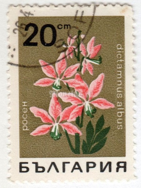 марка Болгария 20 стотинок "Dictamnus albus" 1968 год Гашение