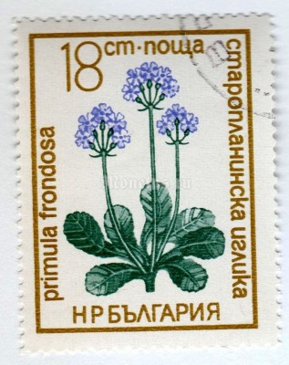 марка Болгария 18 стотинок "Primula frondosa" 1972 год Гашение