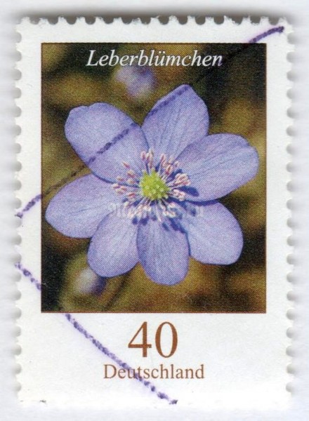 марка ФРГ 40 центов "Leberblümchen (Liverwort (Hepatica sp.)" 2005 год Гашение
