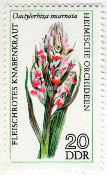марка ГДР 20 пфенниг "Dactylorhiza incarnata" 1976 год
