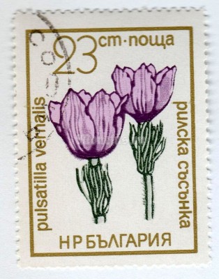 марка Болгария 23 стотинки "Pulsatilla vernalis" 1972 год Гашение
