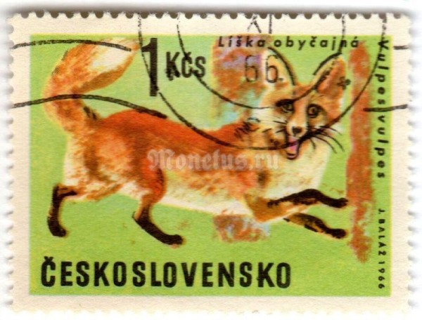 марка Чехословакия 1 крона "Red Fox (Vulpes vulpes)" 1966 год Гашение
