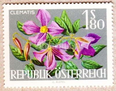 марка Австрия 1,80 Австрийский шиллинг "Клематис Гибридный" 1964 год
