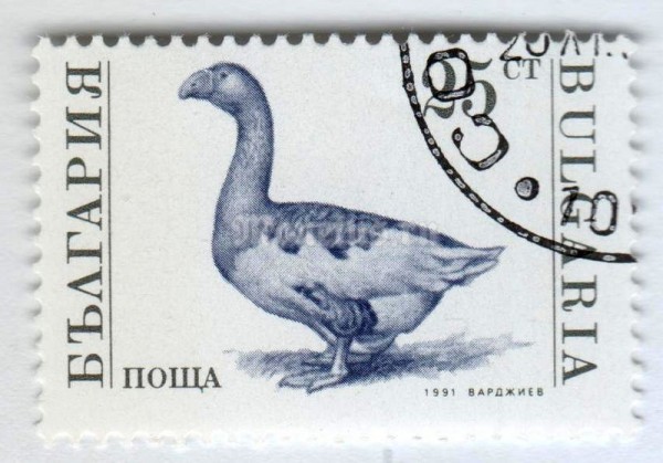 марка Болгария 25 стотинок "Domestic Goose (Anser anser domestica)" 1991 год Гашение