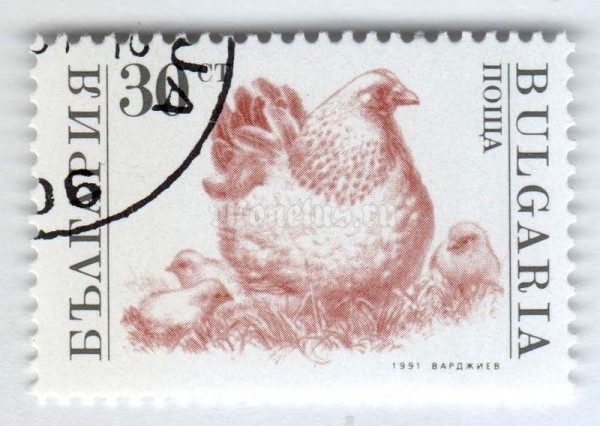 марка Болгария 30 стотинок "Hen, Chicks (Gallus gallus domesticus)" 1991 год Гашение