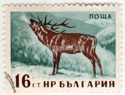 марка Болгария 16 стотинок "Red Deer (Cervus elaphus) - totally Imperforated" 1958 год Гашение