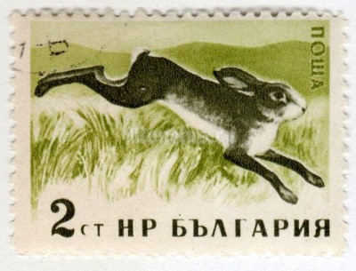 марка Болгария 2 стотинки "European Hare (Lepus europaeus) - totally Imperforated" 1958 год Гашение