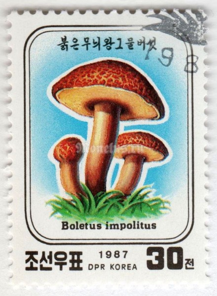 марка Северная Корея 30 чон "Boletus impolitus" 1987 год Гашение