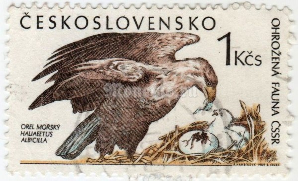 марка Чехословакия 1 крона "White-tailed Eagle (Haliaeetus albicilla)" 1989 год гашение