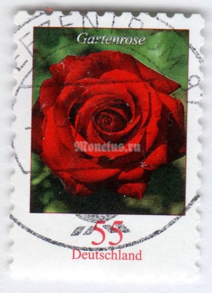 марка ФРГ 55 центов "Rosa - Garden Rose" 2008 год Гашение