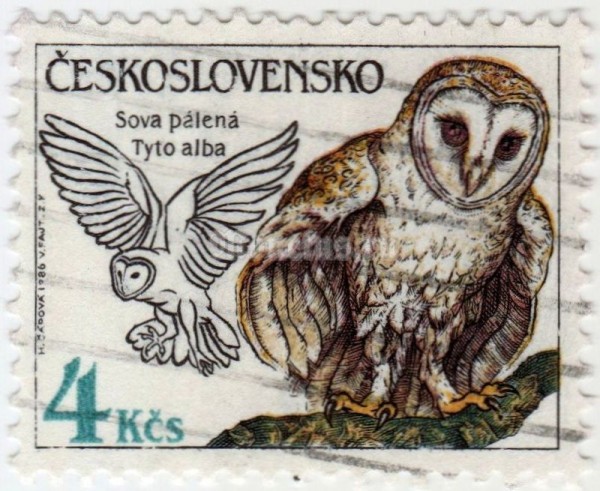 марка Чехословакия 4 кроны "Barn Owl (Tyto alba)" 1986 год гашение