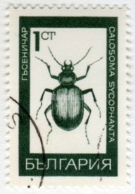 марка Болгария 1 стотинка "Forest Caterpillar Hunter (Calosoma szcophanta)" 1968 год Гашение