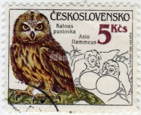 марка Чехословакия 5 крон "Short-eared Owl (Asio flammeus)" 1986 год гашение