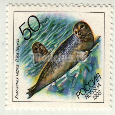 марка Россия 50 рублей "Кольчатая нерпа" 1993 год