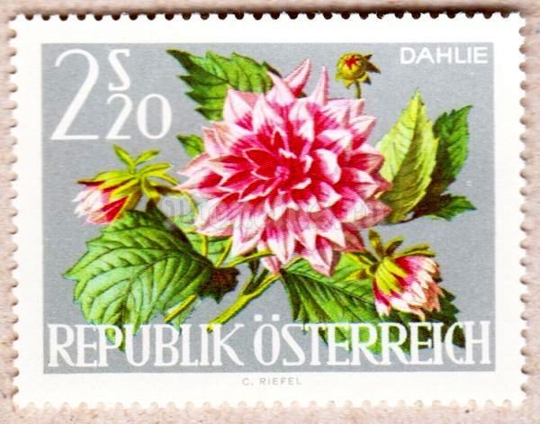 марка Австрия 2,20 Австрийский шиллинг "Георгина" 1964 год
