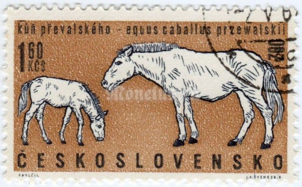 марка Чехословакия 1,60 кроны "Przewalski’s Horse (Equus przewalskii)" 1962 год гашение