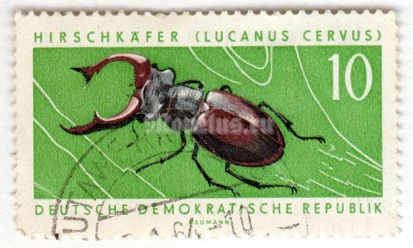 марка ГДР 10 пфенниг "Stag Beetle (Lucanus cervus)" 1963 год Гашение