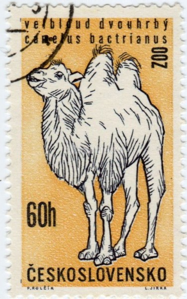 марка Чехословакия 60 геллер "Bactrian Camel (Camelus ferus bactrianus)" 1962 год гашение