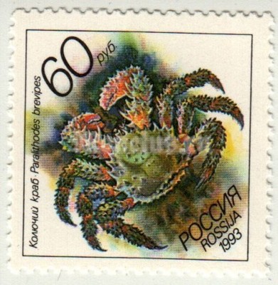 марка Россия 60 рублей "Колючий краб" 1993 год