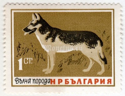 марка Болгария 1 стотинка "German Shepherd (Canis lupus familiaris)" 1964 год 
