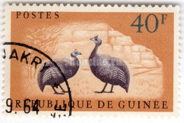 марка Гвинея 40 франков "Helmeted Guineafowl (Numida meleagris)" 1961 год Гашение