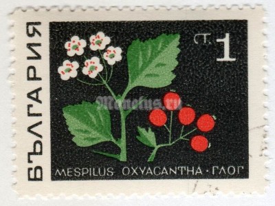 марка Болгария 1 стотинка "Common Hawthorn" 1969 год Гашение