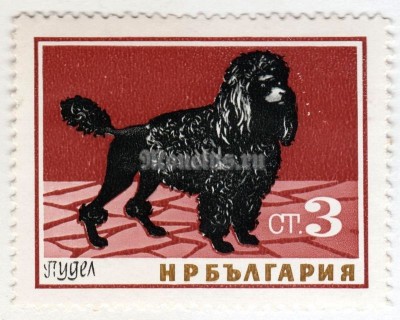 марка Болгария 3 стотинки "Poodle (Canis lupus familiaris)" 1964 год 