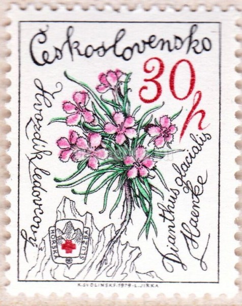марка Чехословакия 30 геллер "Гвоздика glacialis" 1979 год