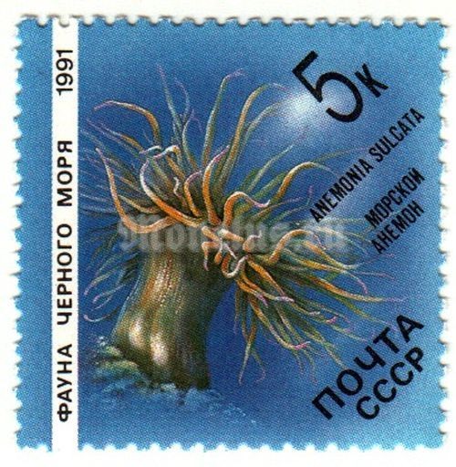 марка СССР 5 копеек "Морской анемон" 1991 год