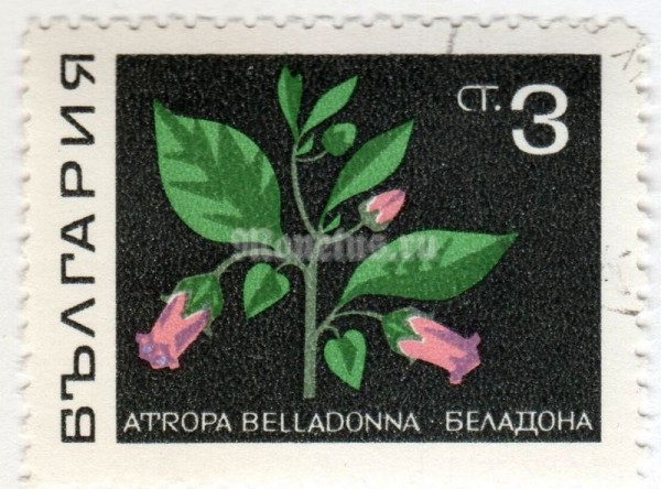 марка Болгария 3 стотинки "Deadly Nightshade (Atropa belladonna)" 1969 год Гашение
