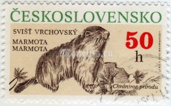 марка Чехословакия 50 геллер "Alpine Marmot (Marmota marmota)" 1990 год гашение
