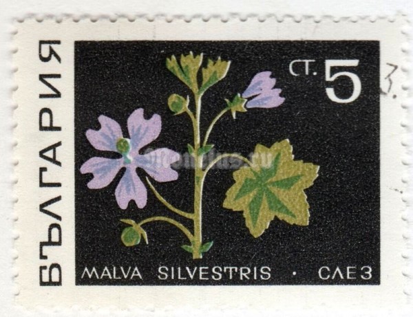 марка Болгария 5 стотинок "Mallow (Malva sylvestris)" 1969 год Гашение