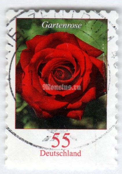марка ФРГ 55 центов "Rosa - Garden Rose*" 2008 год Гашение