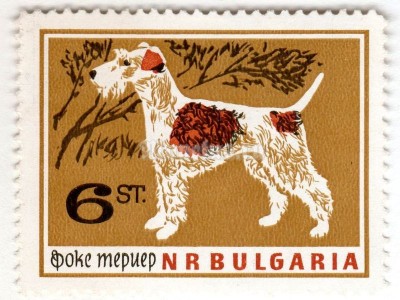 марка Болгария 6 стотинок "Wire-haired Fox Terrier (Canis lupus familiaris)" 1964 год 
