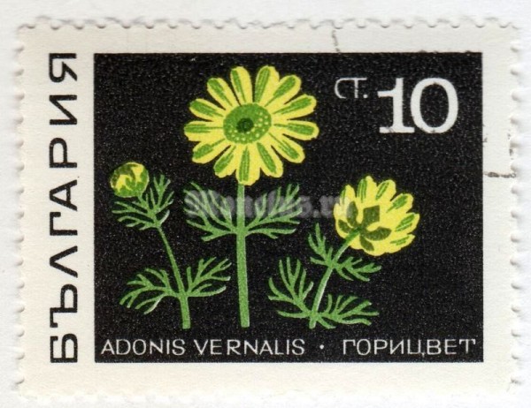 марка Болгария 10 стотинок "Adonis (Adonis vernalis)" 1969 год Гашение
