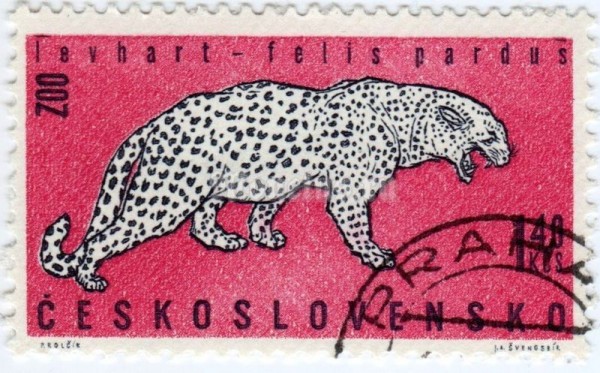 марка Чехословакия 1,40 кроны "Leopard (Panthera pardus)" 1962 год гашение