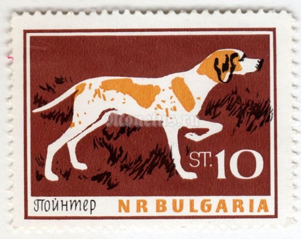 марка Болгария 10 стотинок "Pointer (Canis lupus familiaris)" 1964 год 