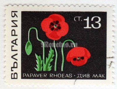 марка Болгария 13 стотинок "Corn Poppy (Papaver rhoeas)" 1969 год Гашение
