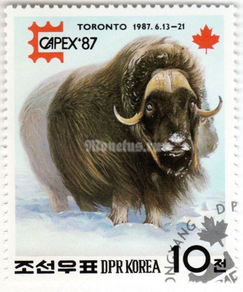 марка Северная Корея 10 чон "Muskox (Ovibos moschatus)" 1987 год Гашение