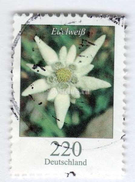 марка ФРГ 220 центов "Leontopodium nivale - Edelweiss*" 2006 год Гашение