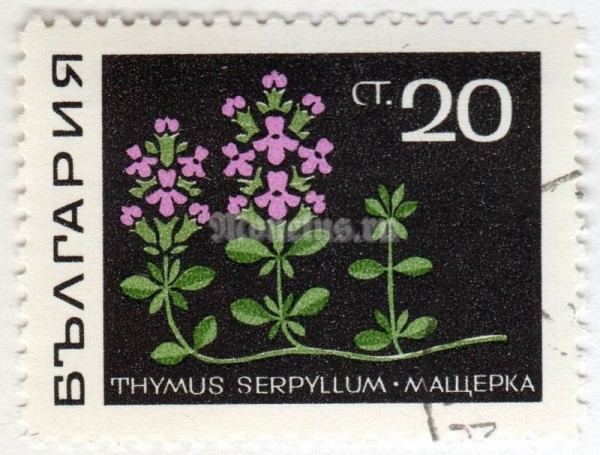 марка Болгария 20 стотинок "Thyme (Thymus serpyllum)" 1969 год Гашение