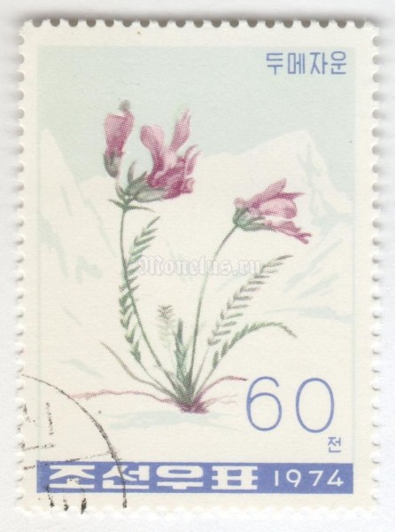 марка Северная Корея 60 чон "Oxytropis anertii" 1974 год Гашение