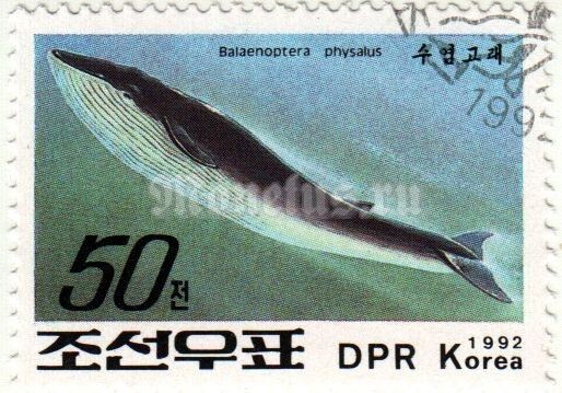 марка Северная Корея 50 чон "Balaenoptera physalus" 1992 год