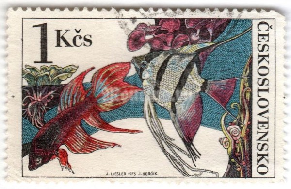 марка Чехословакия 1 крона "Siamese Fighting Fish (Betta splendens), Freshwater Angelfis" 1975 год Гашение