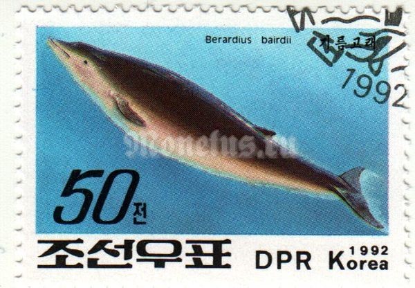 марка Северная Корея 50 чон "Berardius bairdii" 1992 год
