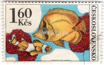марка Чехословакия 1,60 кроны "Butterflyfish (Chaetodon sp.), Orange Clownfish (Amphiprion" 1975 год Гашение