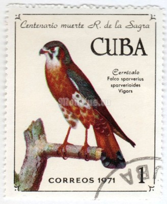 марка Куба 1 центаво "American Kestrel (Falco sparverius)"  1971 год Гашение