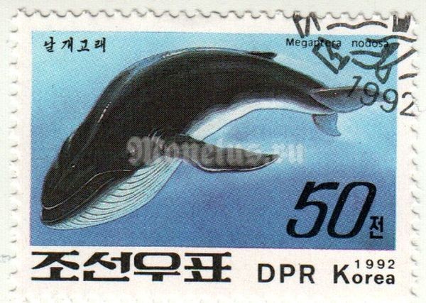 марка Северная Корея 50 чон "Megaptera novaeangliae" 1992 год